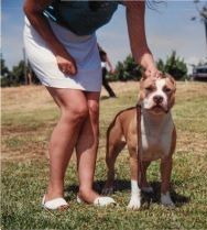 picture of dog