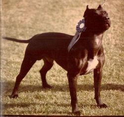 picture of dog