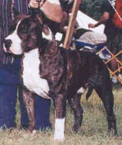 picture of dog