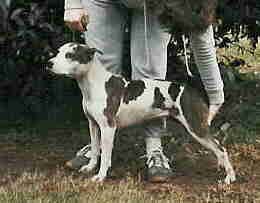 picture of dog