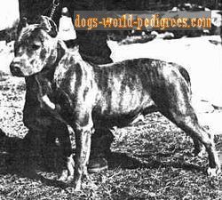 picture of dog
