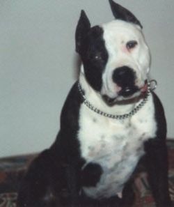 picture of dog