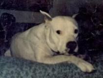 picture of dog