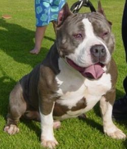 picture of dog