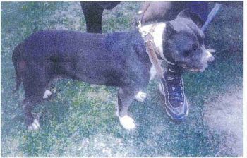 picture of dog