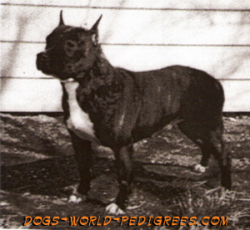 picture of dog