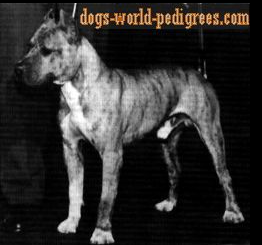 picture of dog