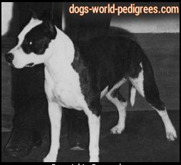 picture of dog