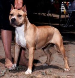 picture of dog