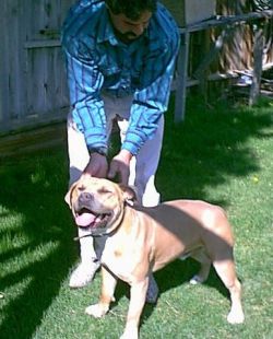 picture of dog