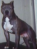 picture of dog