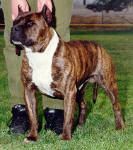 picture of dog