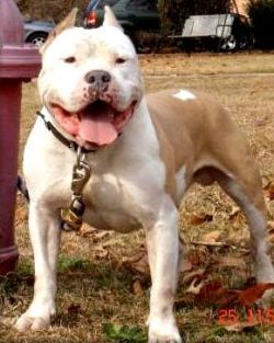 picture of dog