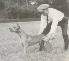picture of dog
