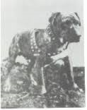 picture of dog