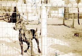picture of dog