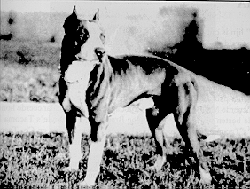 picture of dog
