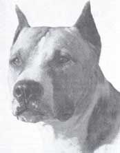 picture of dog