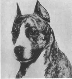 picture of dog