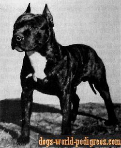 picture of dog