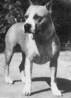 picture of dog