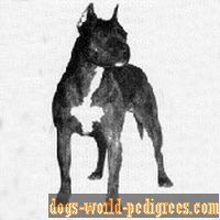 picture of dog
