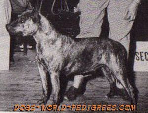 picture of dog