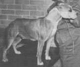 picture of dog