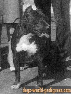 picture of dog