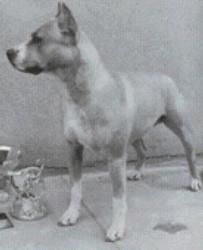 picture of dog