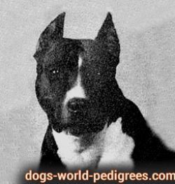 picture of dog
