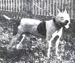 picture of dog