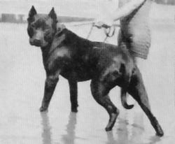 picture of dog