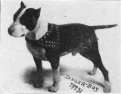 picture of dog