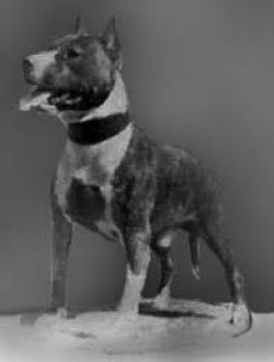 picture of dog