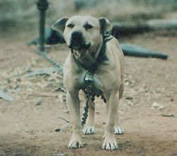 picture of dog