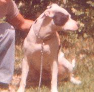 picture of dog