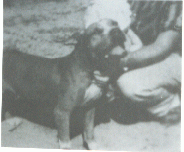 picture of dog