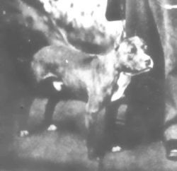 picture of dog