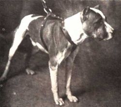 picture of dog
