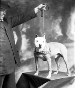 picture of dog