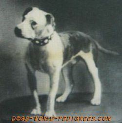 picture of dog