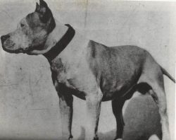 picture of dog