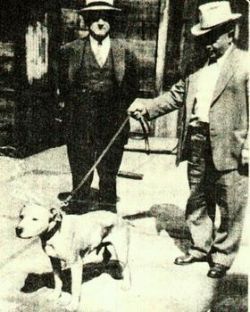 picture of dog