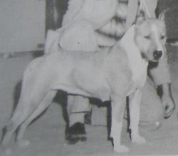 picture of dog