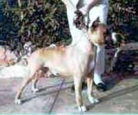 picture of dog