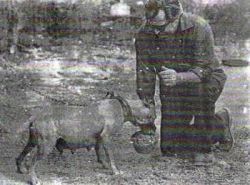 picture of dog