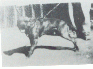 picture of dog