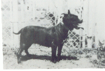 picture of dog