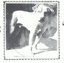 picture of dog
